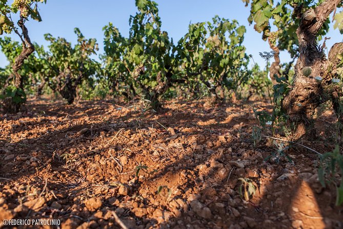 Wine Experience - Who Will Enjoy This Tour the Most?