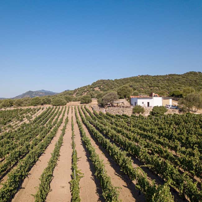 Wine experience in Dorgali in the heart of the Cannonau Classic Zone - Pairing Local Wines with Sardinian Specialties