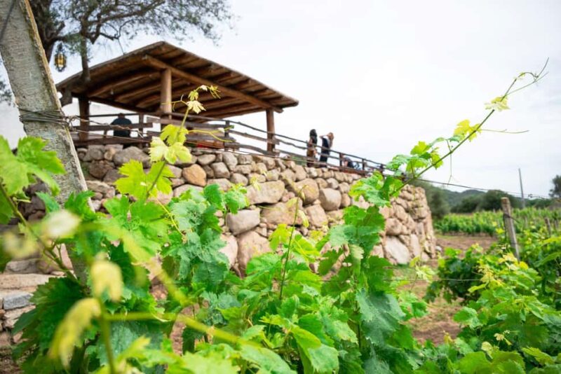 Wine experience in Dorgali in the heart of the Cannonau Classic Zone - The View and Atmosphere at Mastros de Inu