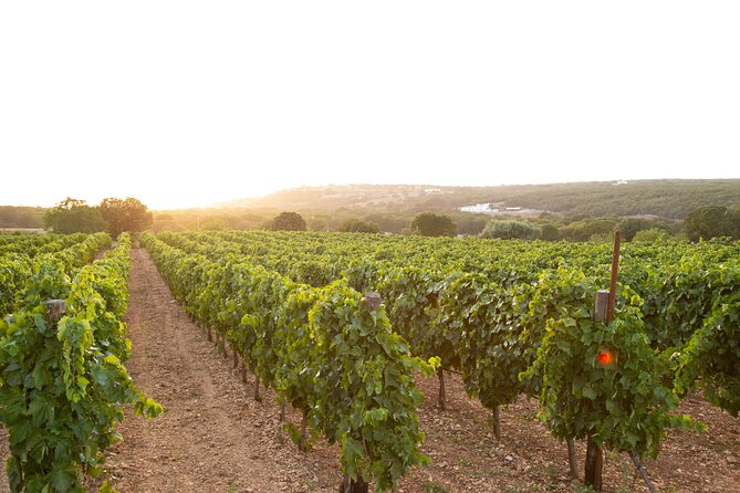 Wine Experience: vineyard, wines and food - Key Points