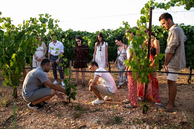 Wine Experience: vineyard, wines and food - Accessibility and Group Size