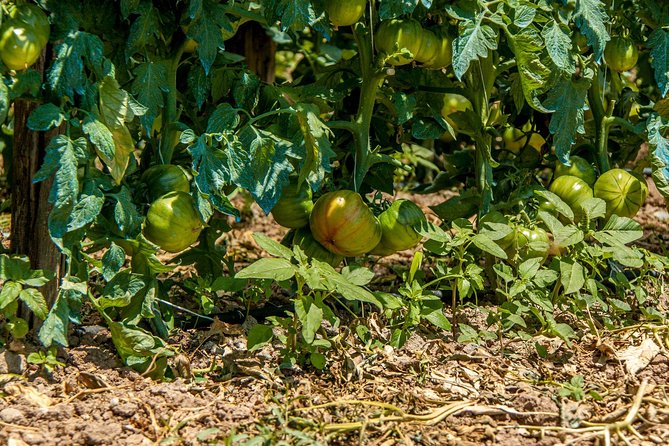 Wine & Food Tasting in Villarena - The Sunset Limoncello Finish on the Terrace