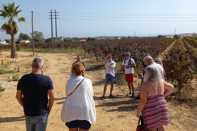 Wine Lovers: Winery Tour w/ Tasting & Tapas (Albufeira/Vilamoura) - Starting Point and Logistics in Albufeira and Vilamoura