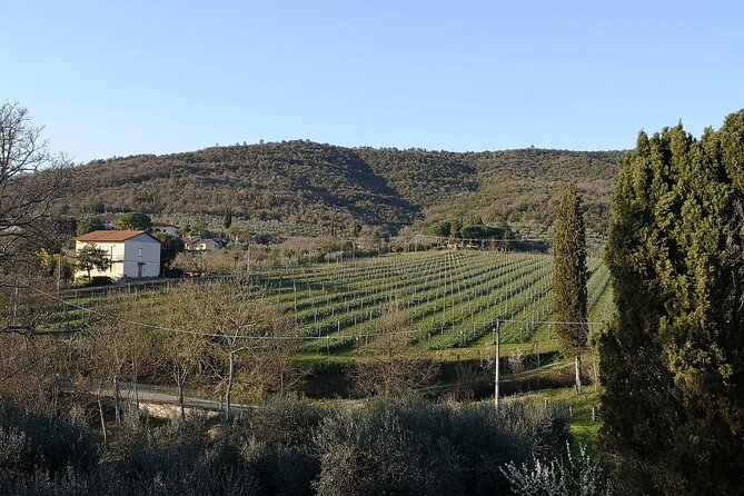 Wine & Oil Tasting Experience - Insightful Guides and Authentic Family Atmosphere