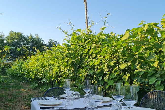 Wine & Oil Tasting Experience - An Enjoyable Experience for Food and Wine Lovers