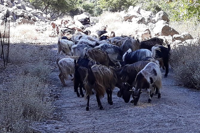 Wine & Olive Oil Tour with Lunch at Milia Mountain Retreat - Who Will Love This Tour