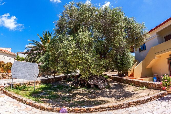 Wine & Olive Oil Tour with lunch at the White Mountains - Lunch at 1200 Meters with Spectacular Views