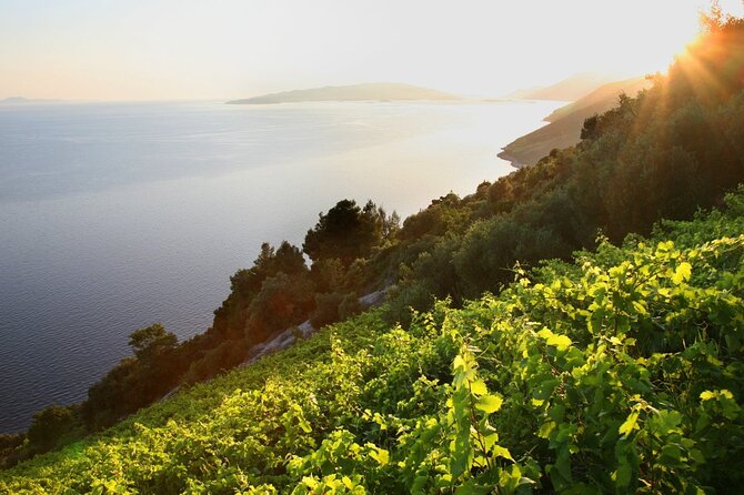 Wine & Oysters & AUTHENTIC boat tour with GOURMET LUNCH in price - Practical Details and Logistics