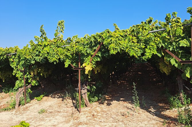 Wine Raki Olive Oil Tasting and Pottery - Private Tour - Traditional Village Walk in Katalagari