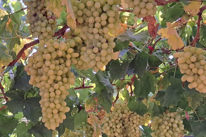 Wine Raki Olive Oil Tasting and Pottery - Private Tour - The Art of Crete’s Ceramic Traditions in Thrapsano