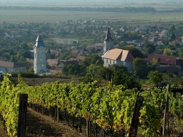 Wine taste in Tokaj Private Day Tour from Budapest - Key Points