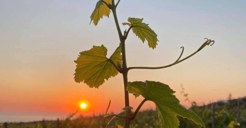 Wine Tasting & Ancient Olive Tree 3 Hours Tour  Private - An Exclusive 3-Hour Tour Focused on Crete’s Heritage and Wine