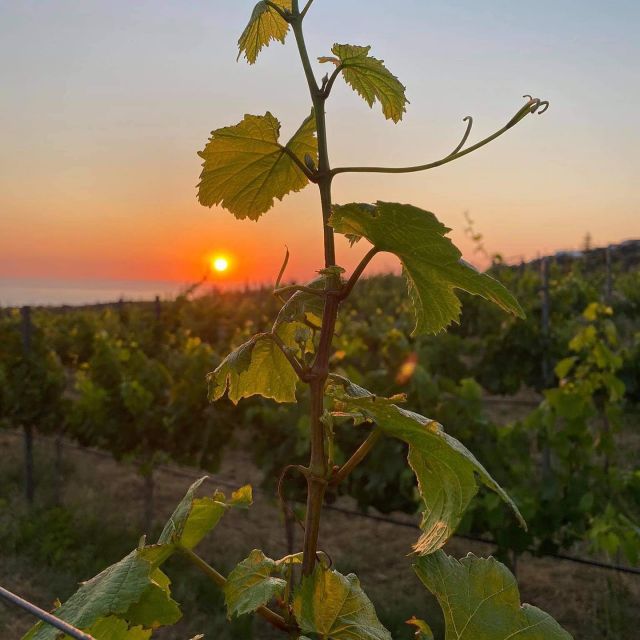 Wine Tasting & Ancient Olive Tree 3 Hours Tour Private - Key Points