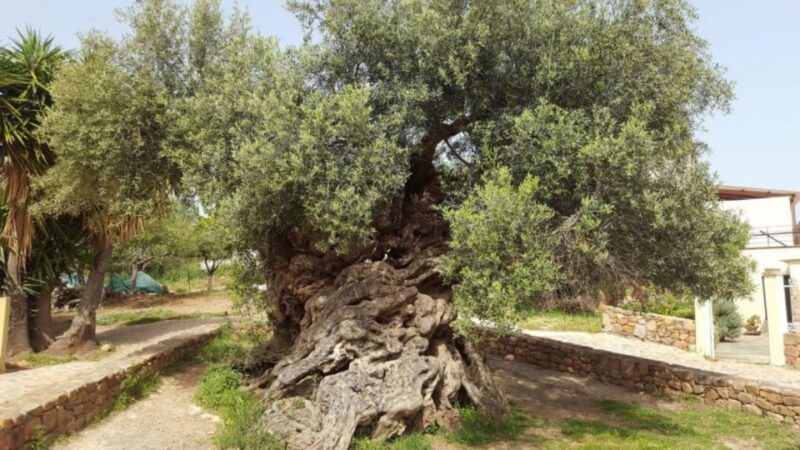 Wine Tasting & Ancient Olive Tree 3 Hours Tour Private - Visiting PNEVMATIKAKI S.A.: A Guided Tour of Cretan Wine Production