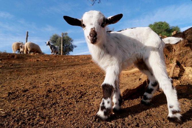 Wine Tasting and Art Tour - The Art Exhibition: Sculptures in the Vineyard