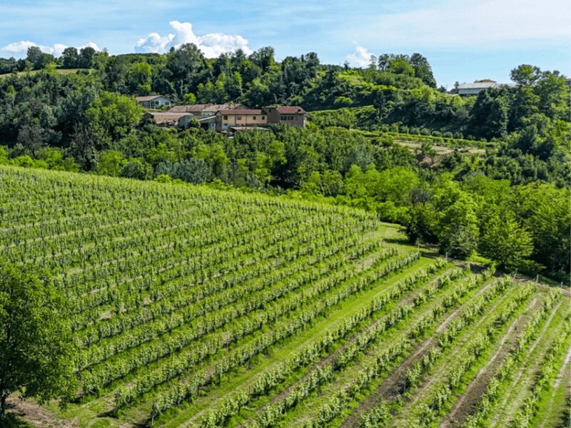 Wine Tasting and Food Pairings in Langhe and near Alba - Accessibility and Practical Tips