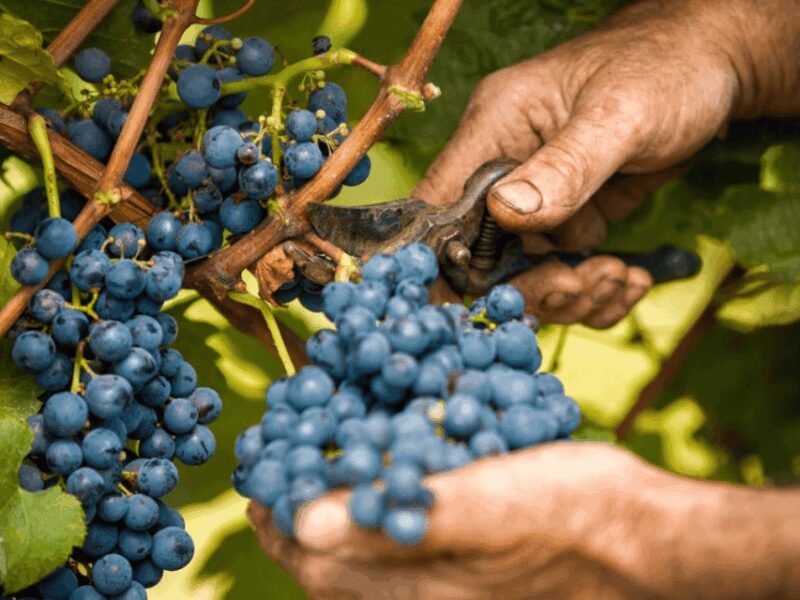 Wine Tasting and Food Pairings in Langhe and near Alba - Why This Tour Offers Good Value