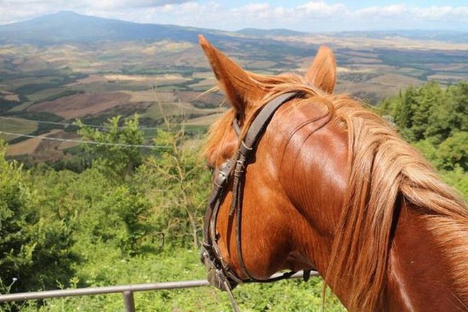 Wine tasting and horseback riding in Montepulciano, in Tuscany from Rome - An Authentic Day Exploring Tuscany’s Vineyards and Horseback Riding