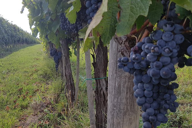 Wine tasting and horseback riding in Montepulciano, in Tuscany from Rome - Tasting Local Wines and Traditional Dishes