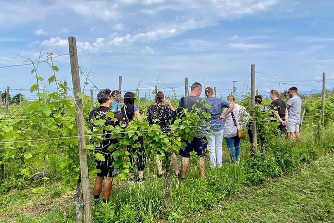 Wine Tasting and Tour of Lugana Wines in Sirmione - Experience Authentic Lugana Wines Just Outside Sirmione