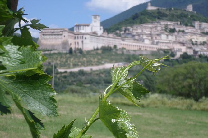 Wine tasting and walk in the Vineyard of Assisi - Key Points