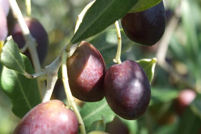 Wine tasting and walk in the Vineyard of Assisi - The Vineyards Scenic Views and Photo Opportunities