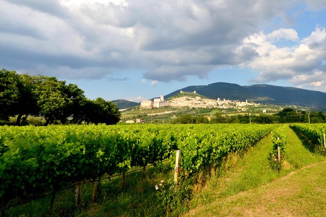 Wine tasting and walk in the Vineyard of Assisi - Practical Details and Accessibility