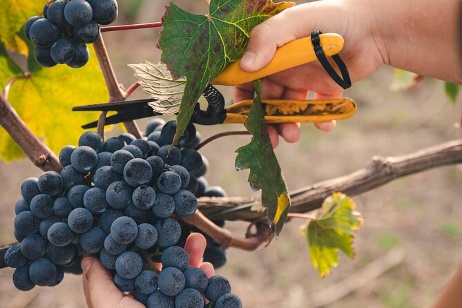 Wine Tasting and Winery Tour in Vesuvio National Park with Lunch - Tasting Local Wines Paired with Neapolitan Dishes