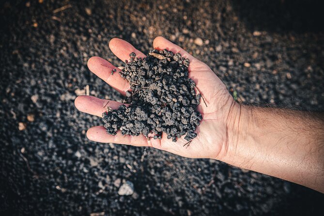 Wine Tasting and Winery Tour in Vesuvio National Park with Lunch - Visiting the Vineyard’s Organic Cultivation and Unique Vines