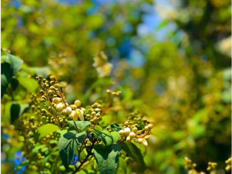 Wine Tasting and Winery Visit near Asti and Turin - Tasting Four Distinct Wines with Local Food Pairings