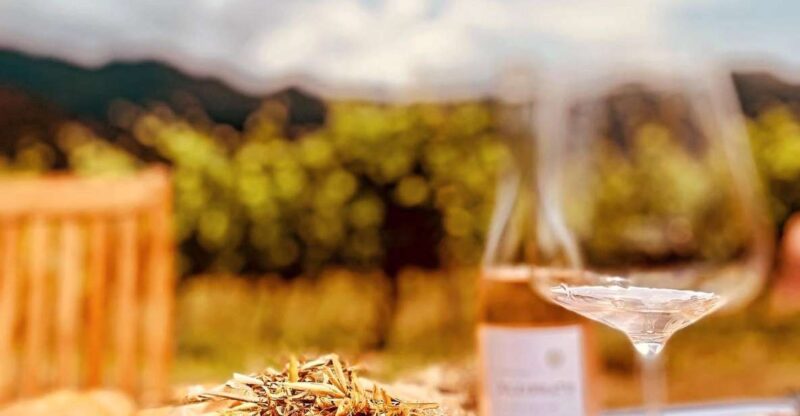 Wine tasting around Ile rousse & Calvi with Transport - Explore Corsica’s Wine Scene with a Private Guided Tour