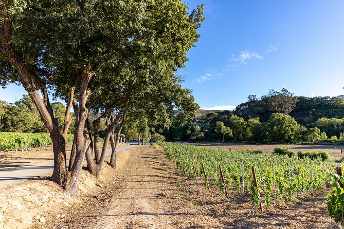 Wine tasting at Quinta das Murgas - Summary of the Tours Highlights