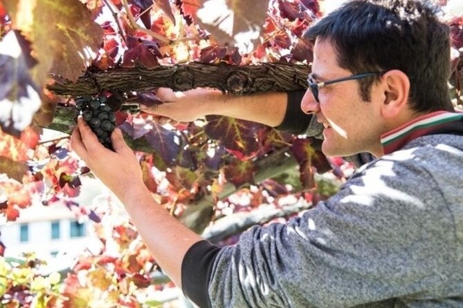 Wine tasting at the Apicella winery - The Historical Roots of Apicellas Family Vineyards