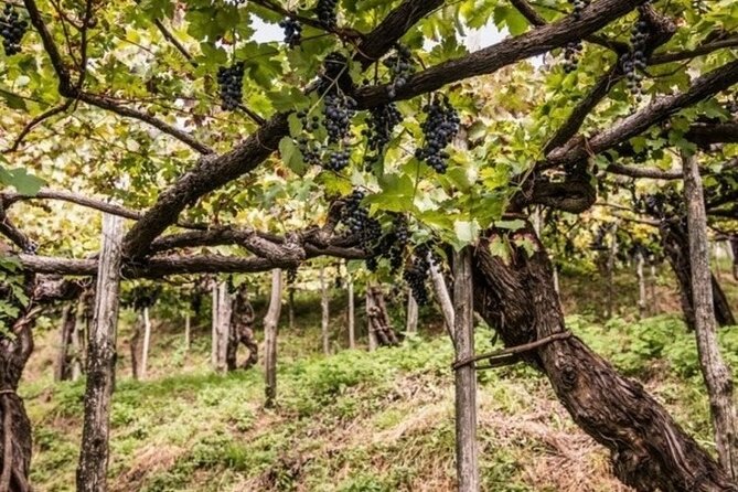 Wine tasting at the Apicella winery - Visiting the Historic A Scippata Vineyard on Pergolas