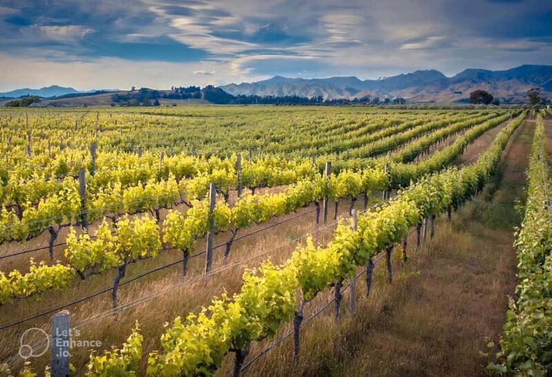 Wine tasting at the farmer's house in the Crespina Hills - Key Points