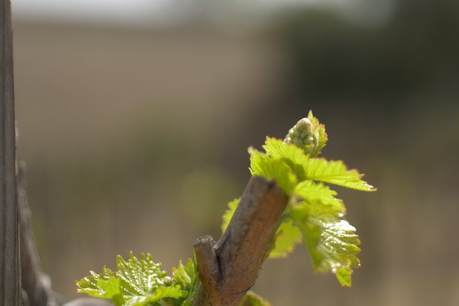 Wine Tasting Audio Tour - Paso Robles CA - Flexibility and Independence with a Self-Guided Format