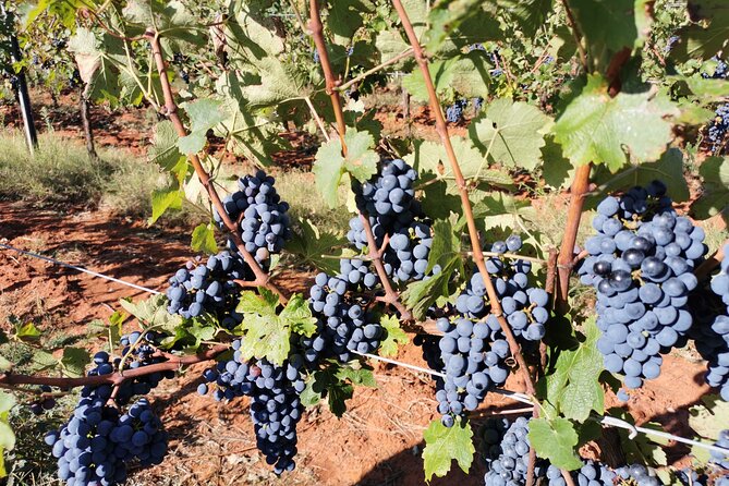 Wine Tasting Experience at the organic winery in ian - Practicalities: Meeting Point and Accessibility