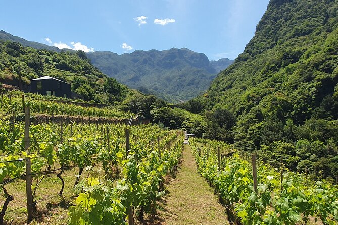 Wine Tasting Experience in Boaventura, Madeira North Coast - Logistics and Meeting Details