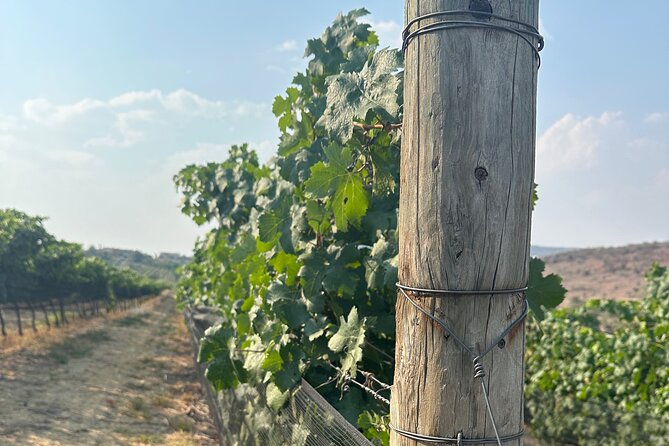 Wine Tasting experience in San Miguel de Allende - Key Points