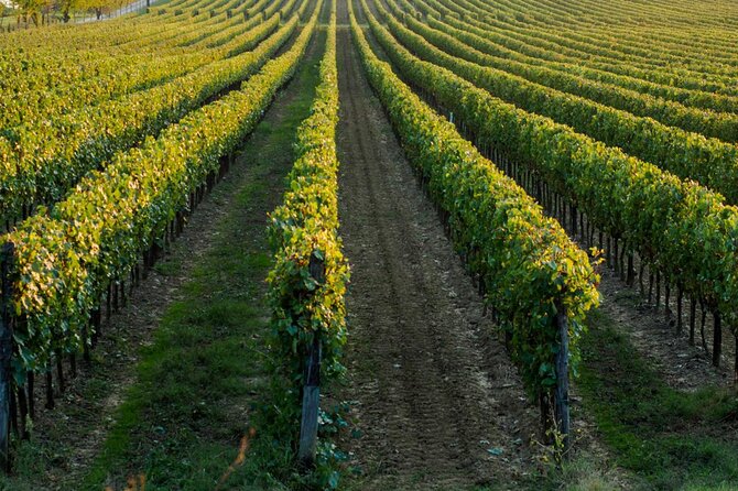 Wine tasting experience in the Apulian countryside - Tasting Four Wines Paired with Local Puglian Specialties