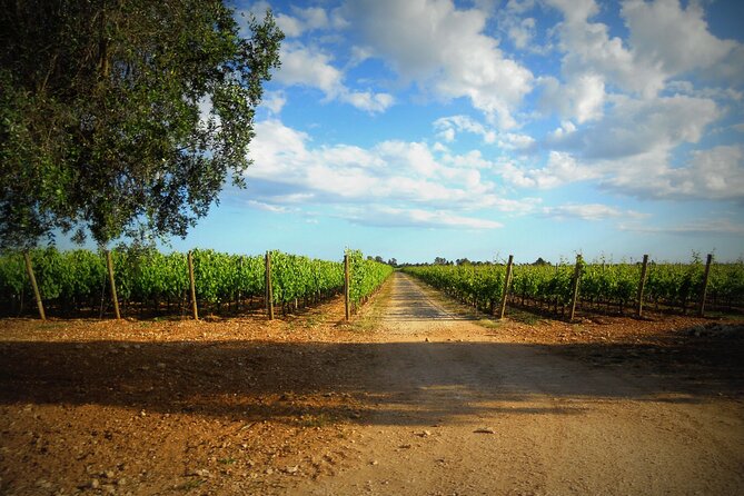 Wine tasting experience in the Apulian countryside - Timing, Pacing, and Duration of the Tour
