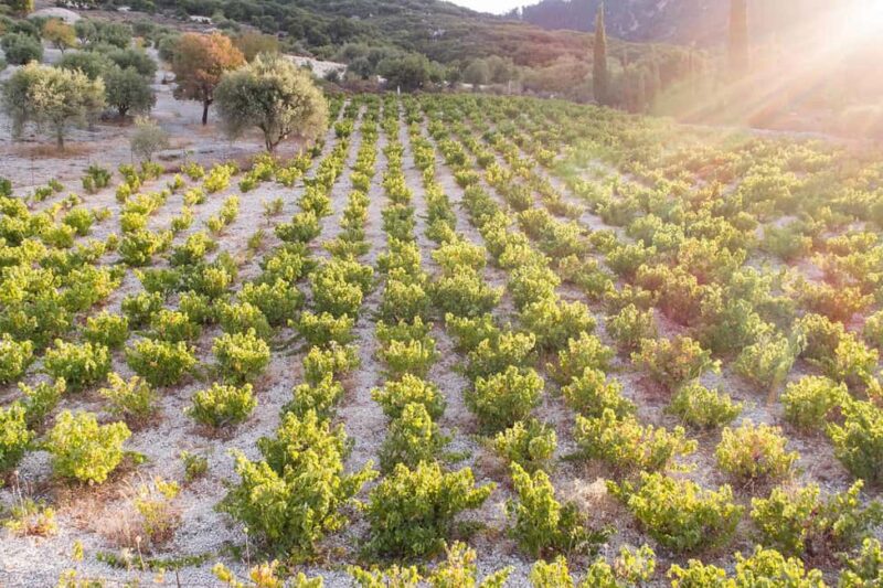 Wine Tasting & Gastronomic Experience at Haritatos Estate - Who Should Consider This Tour?