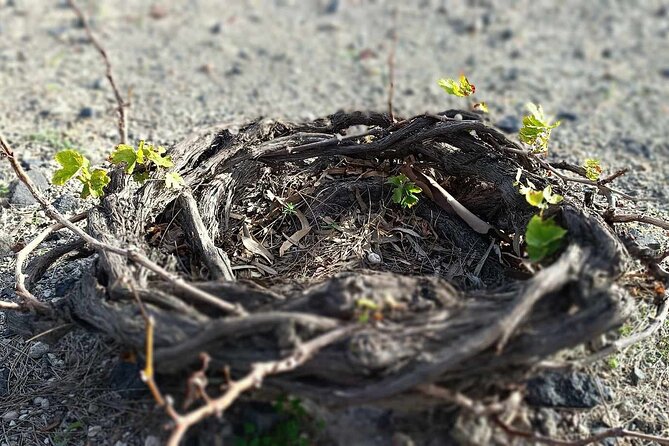 Wine Tasting & Highligh Experience in Santorini - Logistics and Practical Details