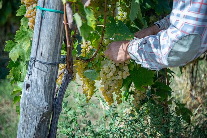 Wine Tasting in Campi Flegrei from Naples - Practical Details and Meeting Arrangements