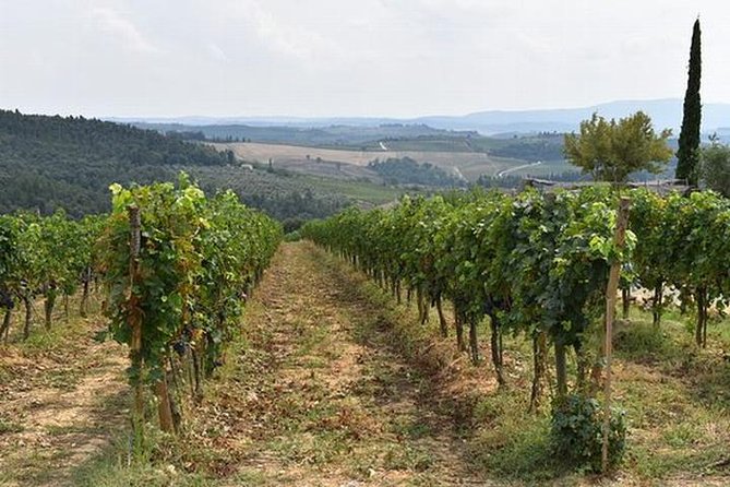 Wine tasting in Chianti, visiting Castellina, in Tuscany from Rome - The Wines, Olive Oils, and Local Flavors