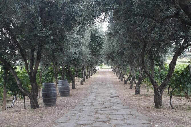 Wine Tasting in Frascati from Rome - Expert Guides and Personalized Service