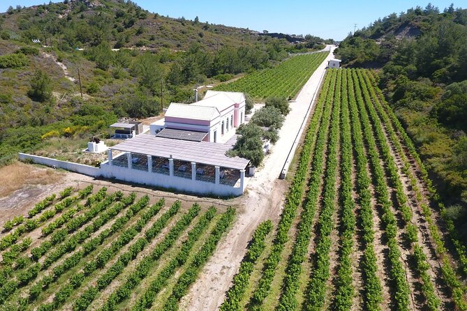Wine tasting in Rhodes, inside the vineyards with the Producer - Tasting the Wines, Olive Oil, and Souma