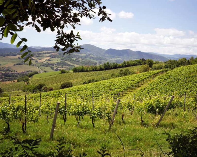 Wine tasting in the cellar - Introduction to the Family Business and Its Philosophy