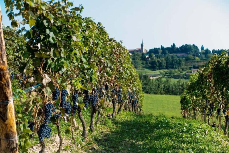 Wine Tasting in the Heart of Monferrato - Discovering Grignolino - Frequently Asked Questions
