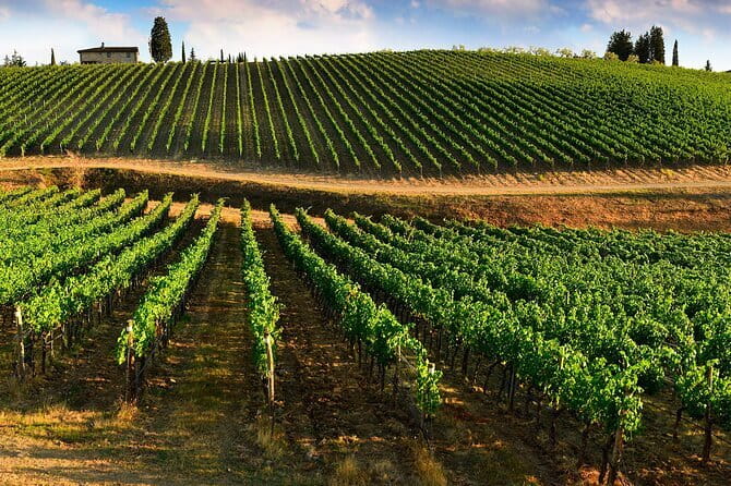 Wine tasting in TWO family wineries around Florence - Logistics and Meeting Point Details